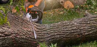 Best Firewood Processing and Delivery  in La Honda, CA