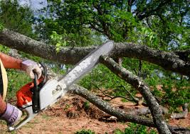 Professional Tree Services in La Honda, CA