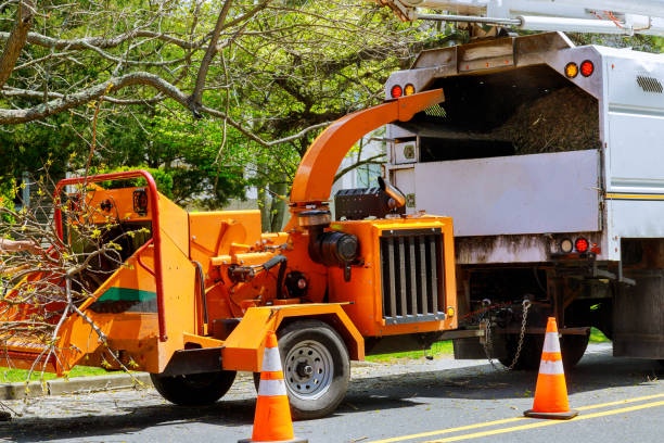 Best Emergency Tree Removal  in La Honda, CA