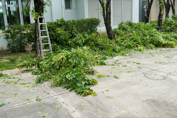Lawn Pest Prevention in La Honda, CA
