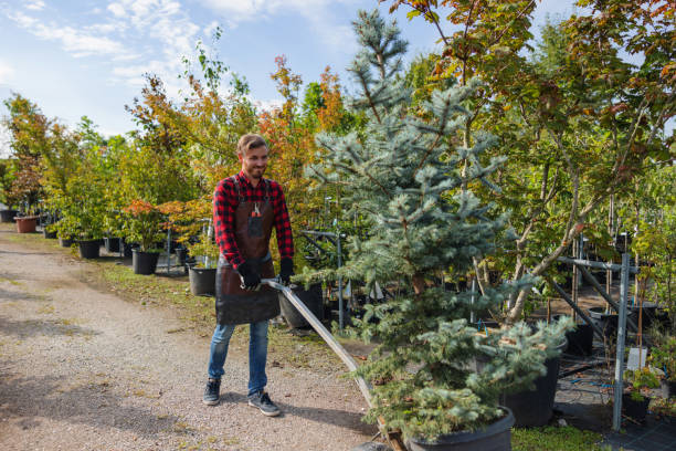 Best Tree Trimming and Pruning  in La Honda, CA