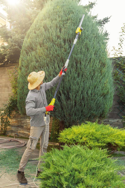 How Our Tree Care Process Works  in  La Honda, CA